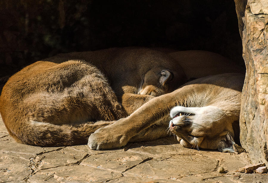 Lion Photograph - Do Not Disturb by Mark Papke