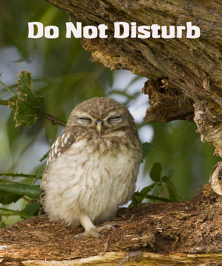 Do Not Disturb Photograph by Paul Scoullar