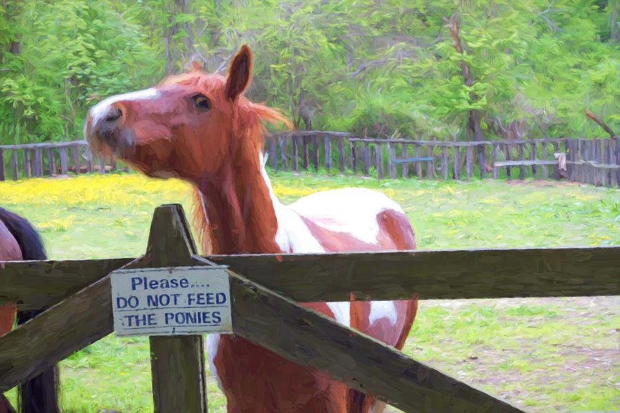 Horse Photograph - Do Not Feed by Alice Gipson Horse Photograph - Do Not Feed by Alice Gipson