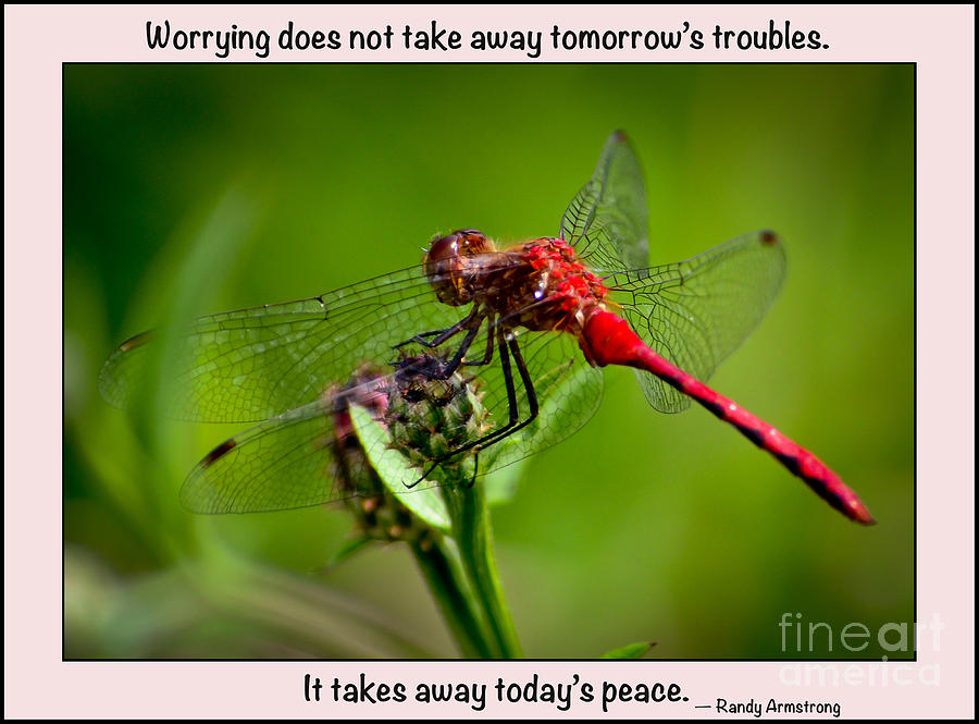 Nature Photograph - Do Not Worry by Kerri Farley