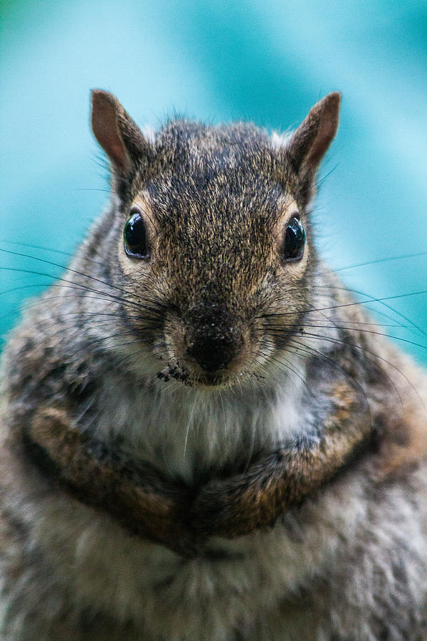 Do You Have Peanuts for Me Photograph by Lauri Novak