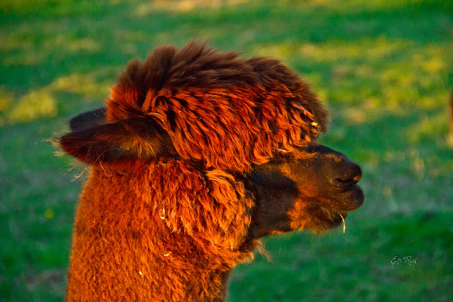 Do you like my new haircut alpaca Photograph by Eti Reid