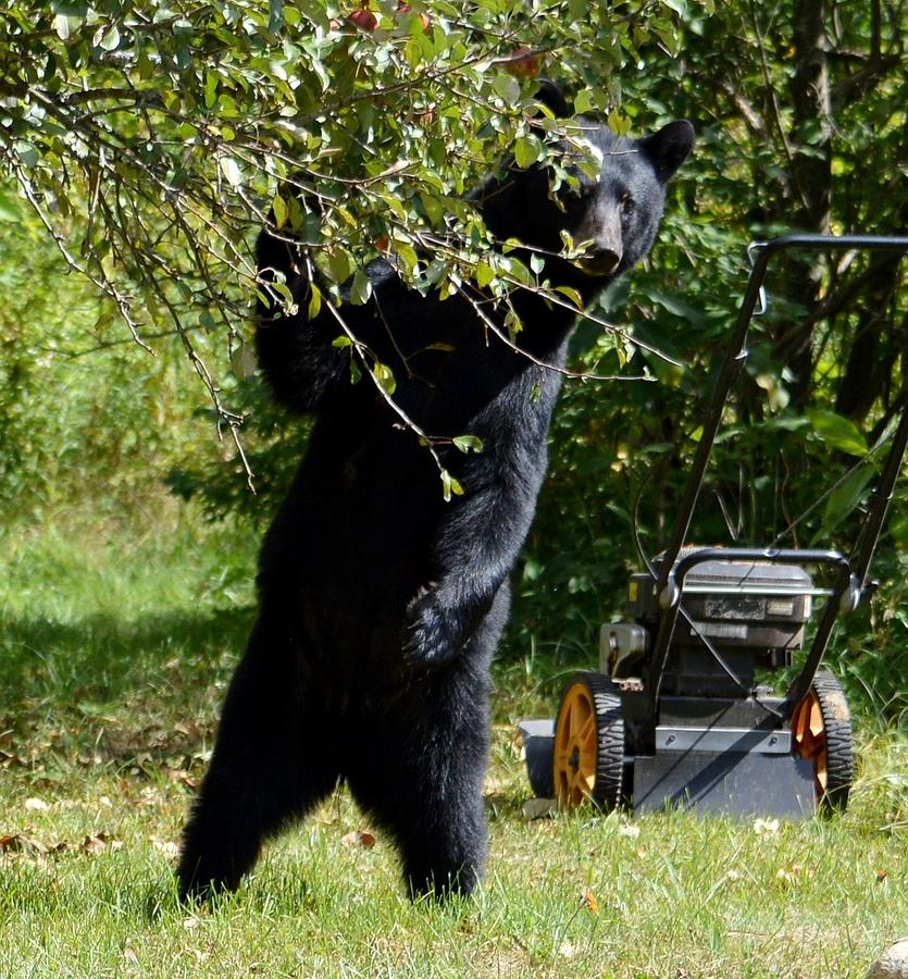 Bear Photograph - Do You Mind If I Have An Apple On My Break by Thomas Phillips