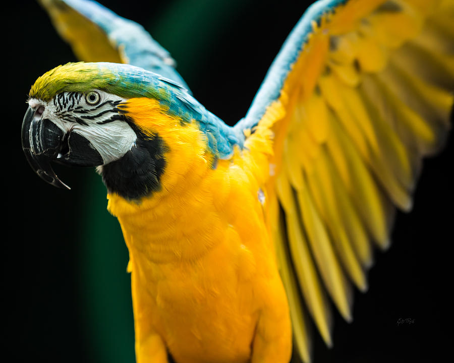 Do your exercise daily blue and yellow macaw Photograph by Eti Reid