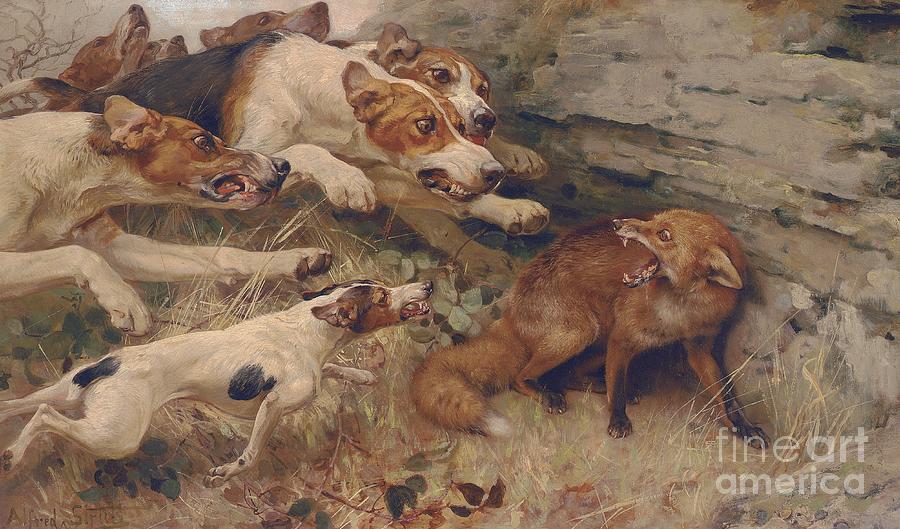 Fox Painting - Do Your Worst by Alfred William Strutt