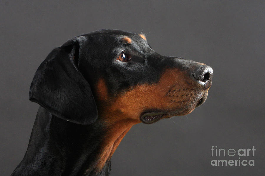 Doberman Pinscher Photograph - Doberman Pinscher Dog by Christine Steimer