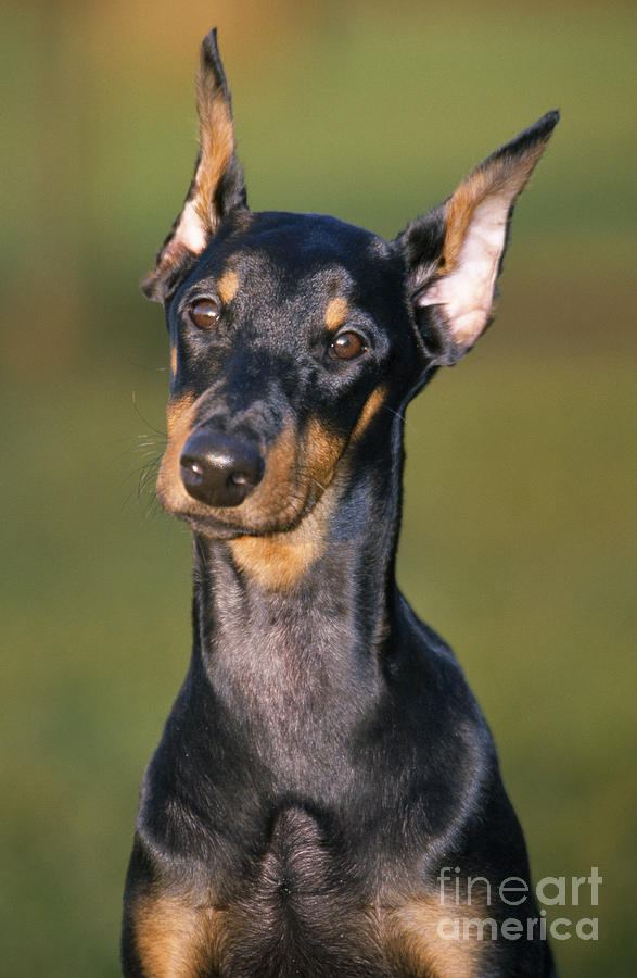 Doberman Pinscher Dog Photograph by Johan De Meester