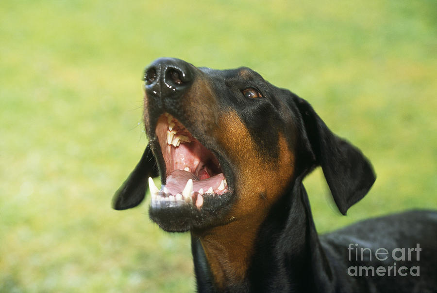 Doberman Pinscher Dog Photograph by John Daniels