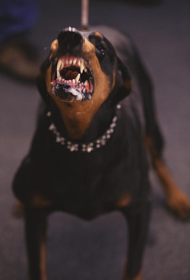 Doberman pinscher guard dog Photograph by Don Mason
