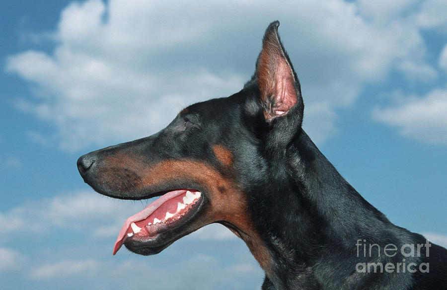 Dog Photograph - Doberman Pinscher by Johan De Meester