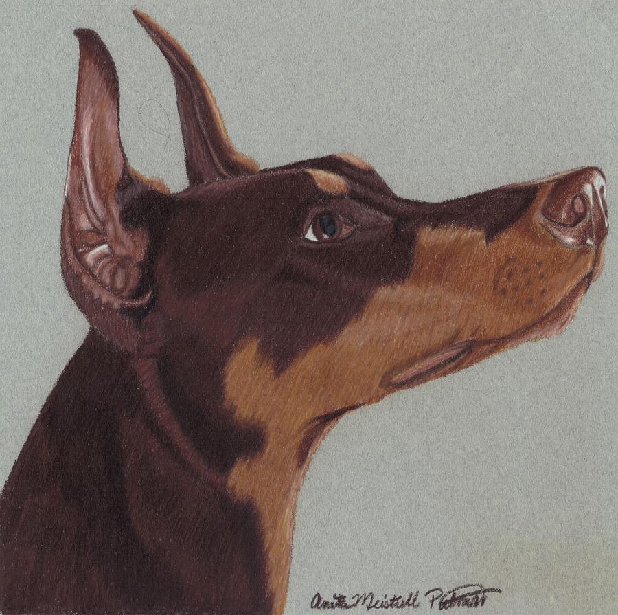 Doberman Pinscher Drawing by Anita Putman