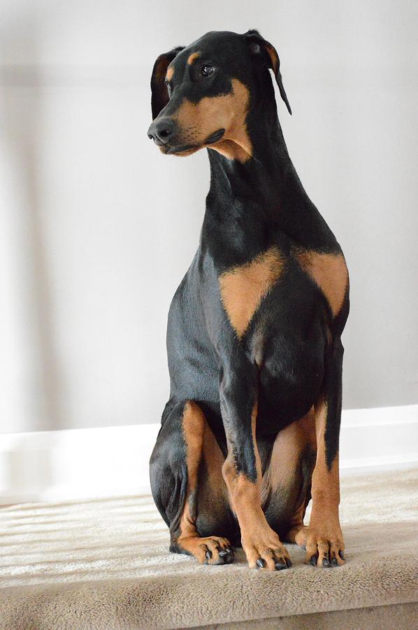 Dog Photograph - Doberman Pose by Ben Honda
