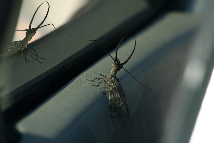 Dobsonfly Photograph by Emanuel Tanjala