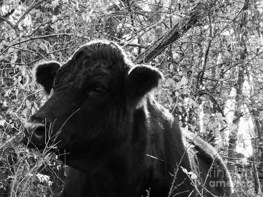 Docile Cow Photograph by J L Zarek