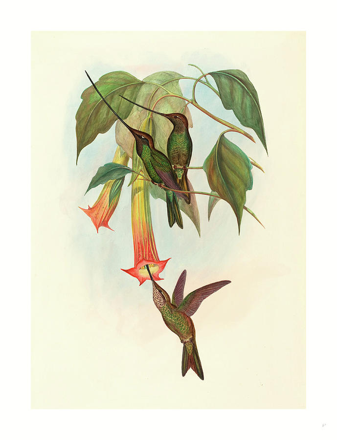 John Gould Drawing - Docimastes Ensiferus Sword-billed Hummingbird by John Gould (1804-1881) And Henry Constantine Richter (1821?1902), English John Gould Drawing - Docimastes Ensiferus Sword-billed Hummingbird by John Gould (1804-1881) And Henry Constantine Richter (1821?1902), English