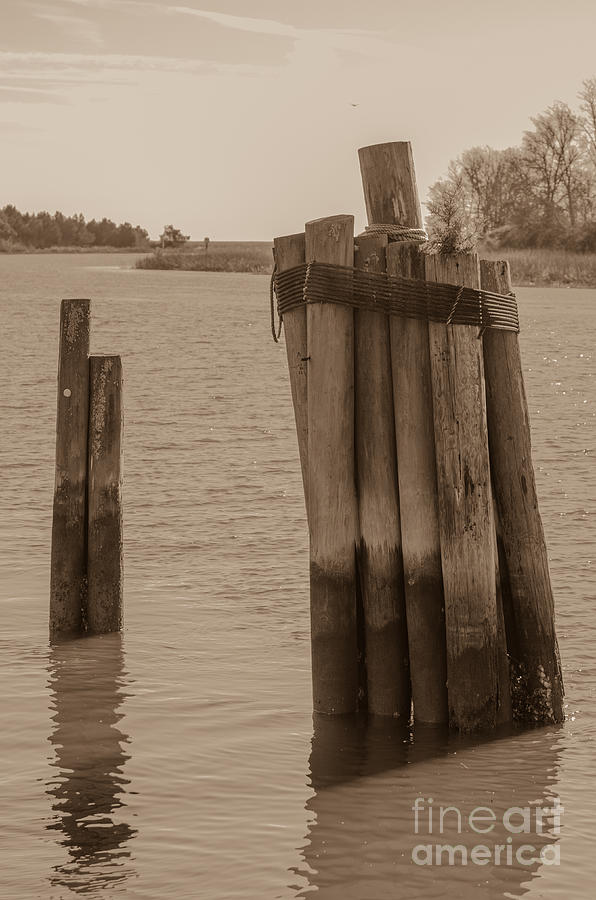 Dock Pilings Photograph by Dale Powell