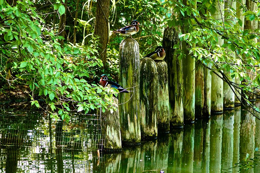 Docking Ducks Photograph by Ricardo J Ruiz de Porras