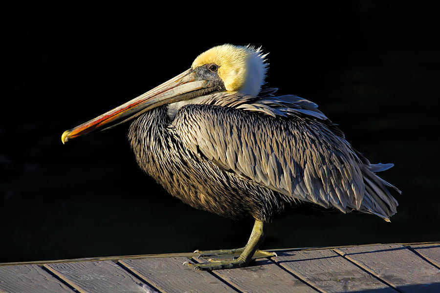 Dockmaster - Brown Pelican Photograph by HH Photography of Florida