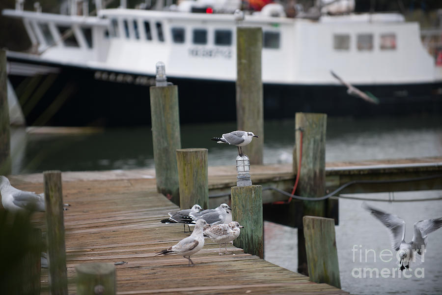 Dockside Birds Photograph by Dale Powell