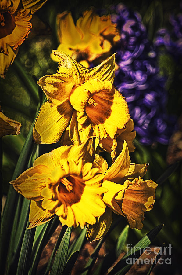 Doctored Daffodils Photograph