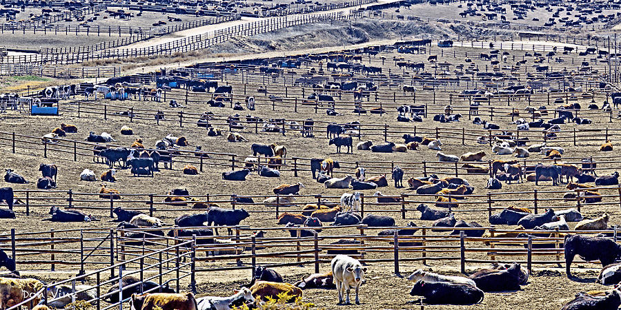 Dodge City Feedlot Photograph by Don Vine