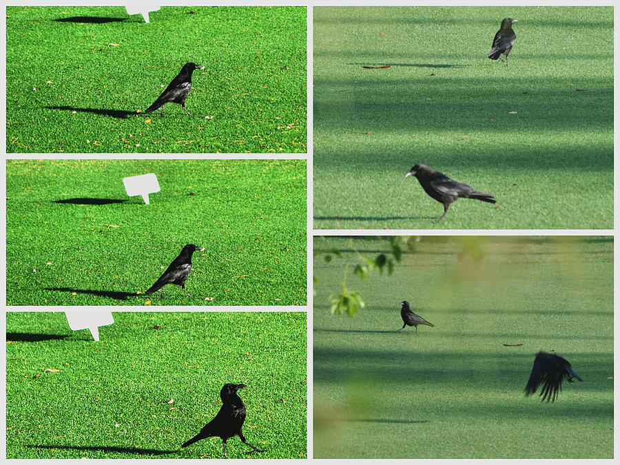 Crow Photograph - Dodging Carts And Balls by Jay Milo
