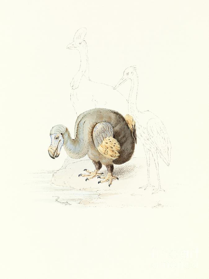Dodo, 1848 Artwork Photograph by Royal Institution Of Great Britain