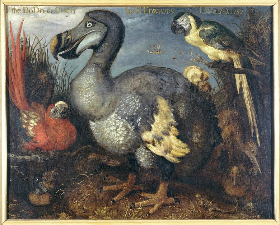 Dodo And Macaws Photograph by Natural History Museum, London/science Photo Library
