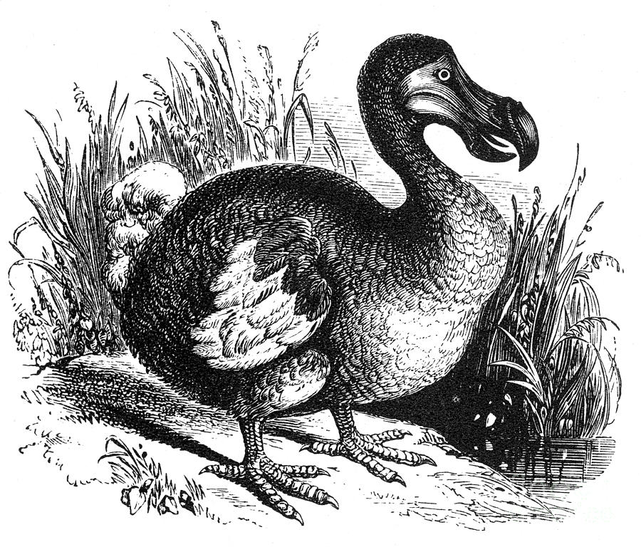 Dodo, Extinct Flightless Bird Photograph by Science Source