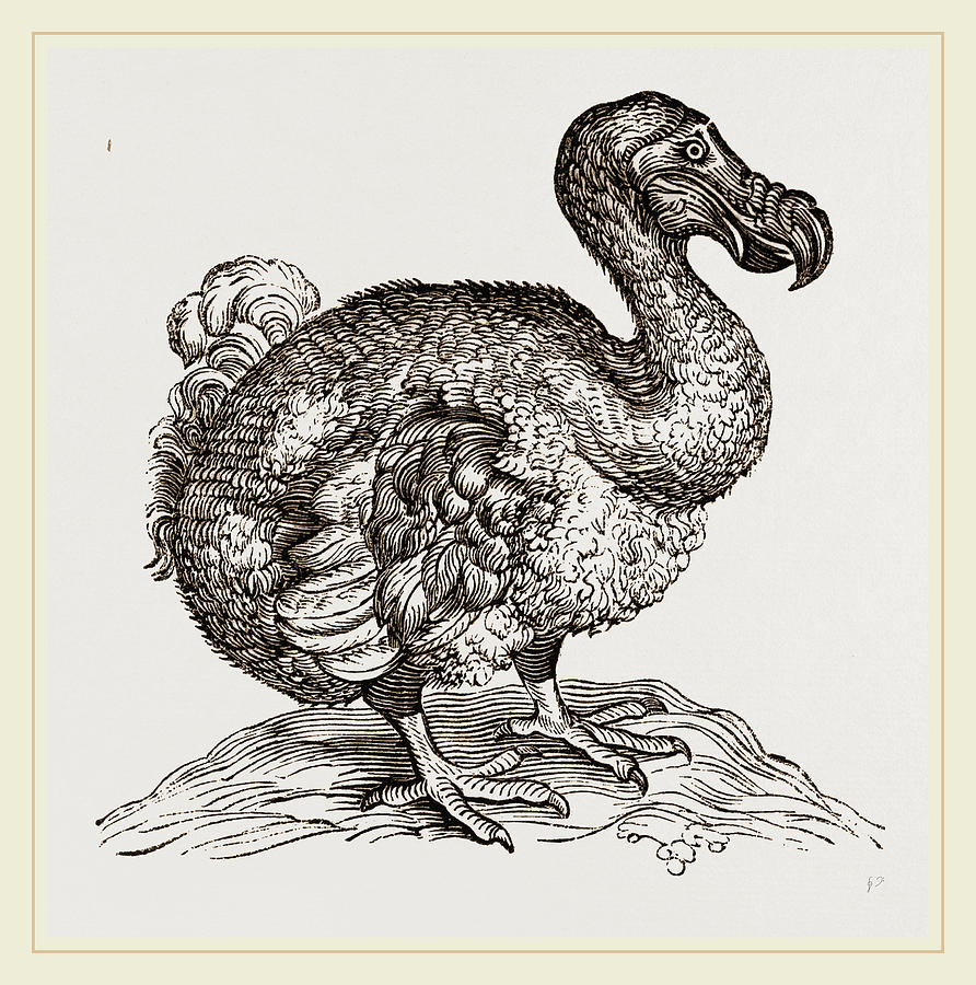 Dodo From Bontius Drawing by Litz Collection - Pixels