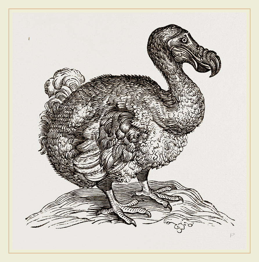 Dodo From Bontius Drawing by Litz Collection