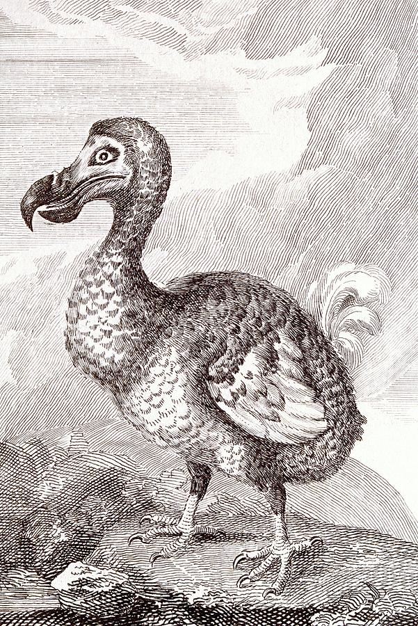 Dodo Photograph by George Bernard/science Photo Library
