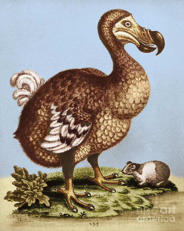 Dodo Photograph by George Holton