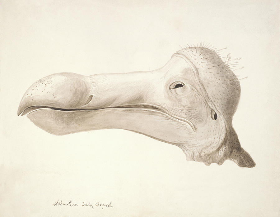 Dodo Head Photograph by Natural History Museum, London/science Photo Library