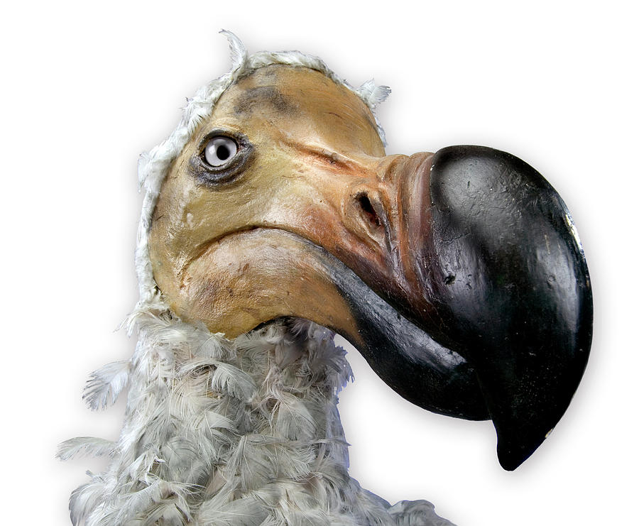 Dodo Model Photograph by Natural History Museum, London/science Photo Library
