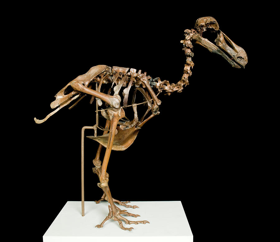 Dodo Skeleton Photograph by Natural History Museum, London