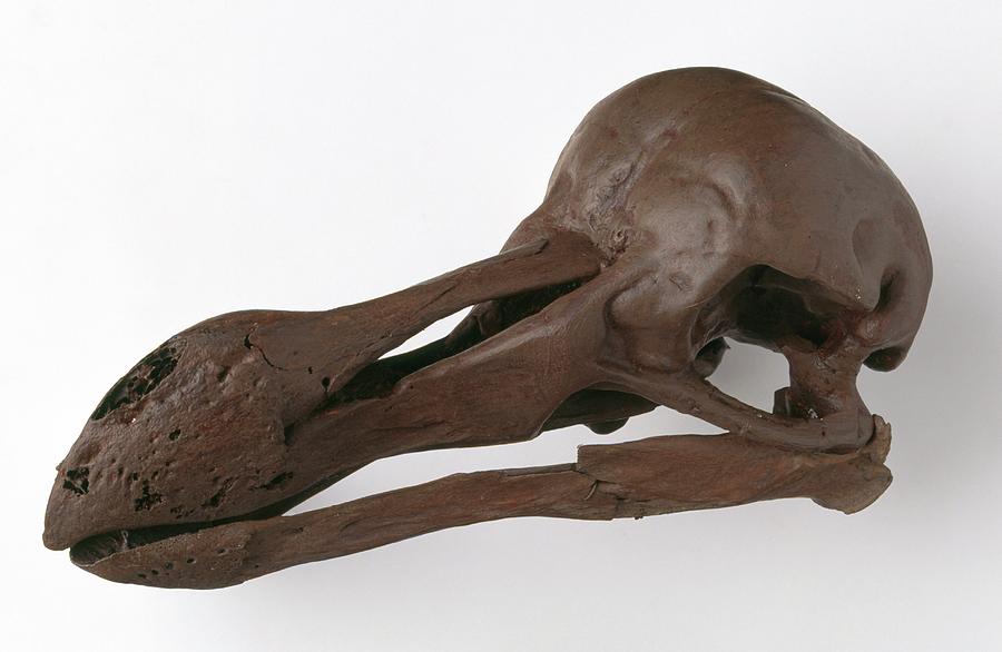 Dodo Skull Photograph by Natural History Museum, London/science Photo Library