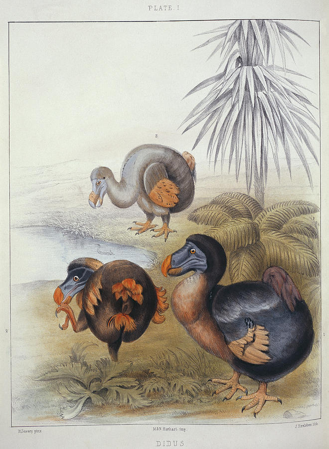 Dodos Photograph by Natural History Museum, London/science Photo Library