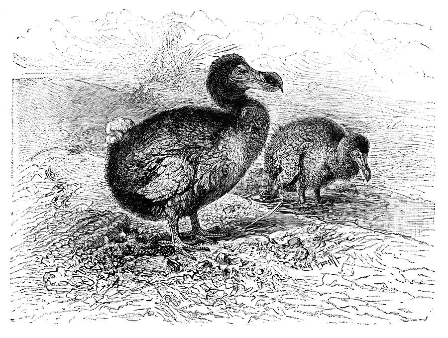 Dodos Photograph by Science Photo Library