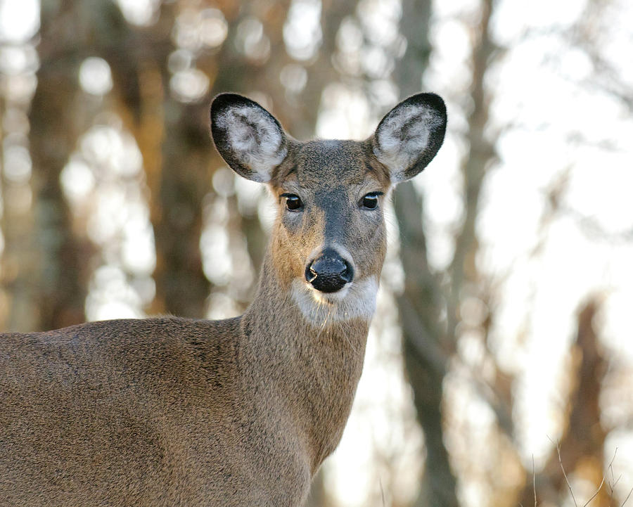 Shenandoah National Park Photograph - Doe A Deer A Female Deer by Lara Ellis
