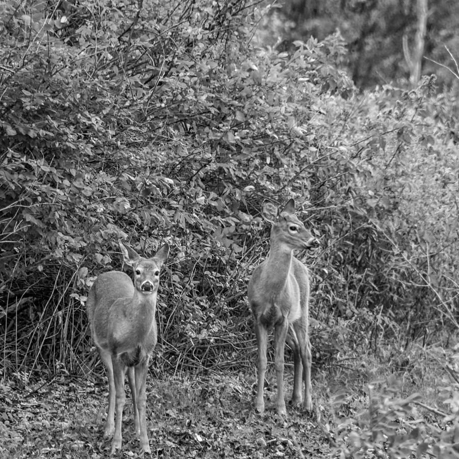 Deer Photograph - Doe A Deer bw by Steve Harrington