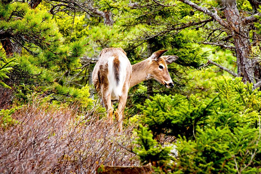 Doe a Deer Photograph by Greg Fortier
