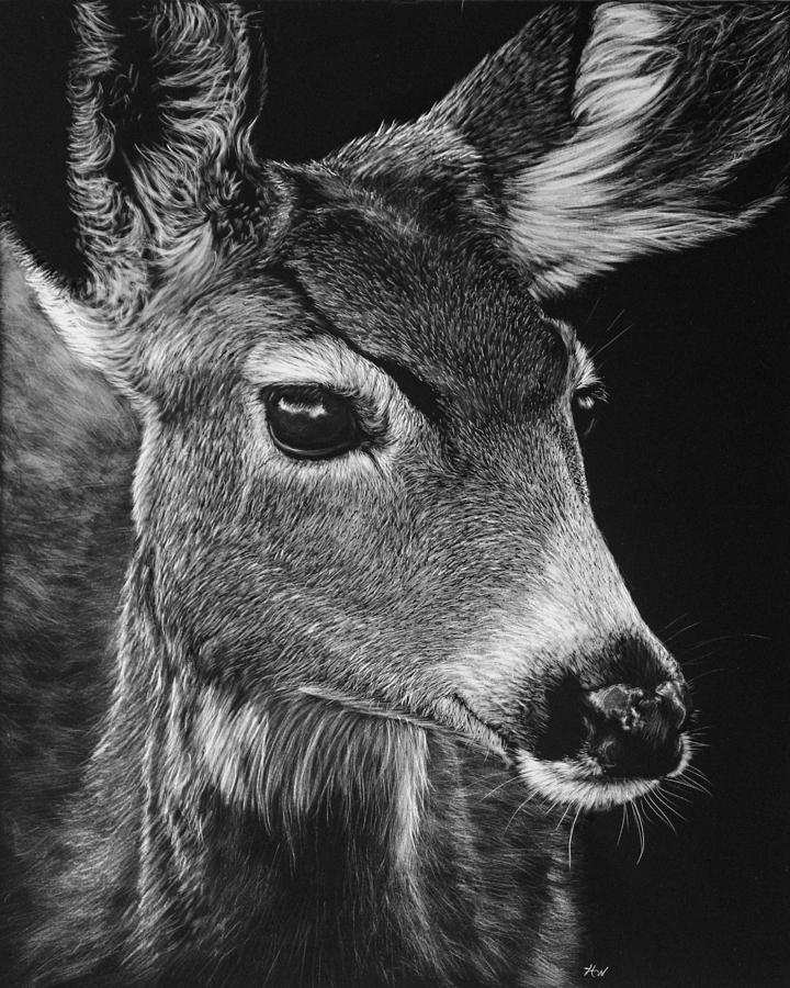 Doe A Deer Drawing by Heather Ward Fine Art America