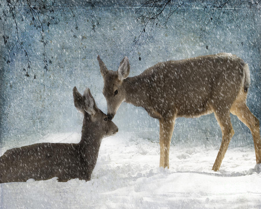 Doe a Deer Photograph by Juli Scalzi