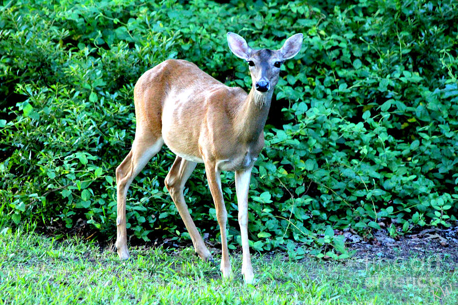 Doe A Deer Photograph by Kathy  White