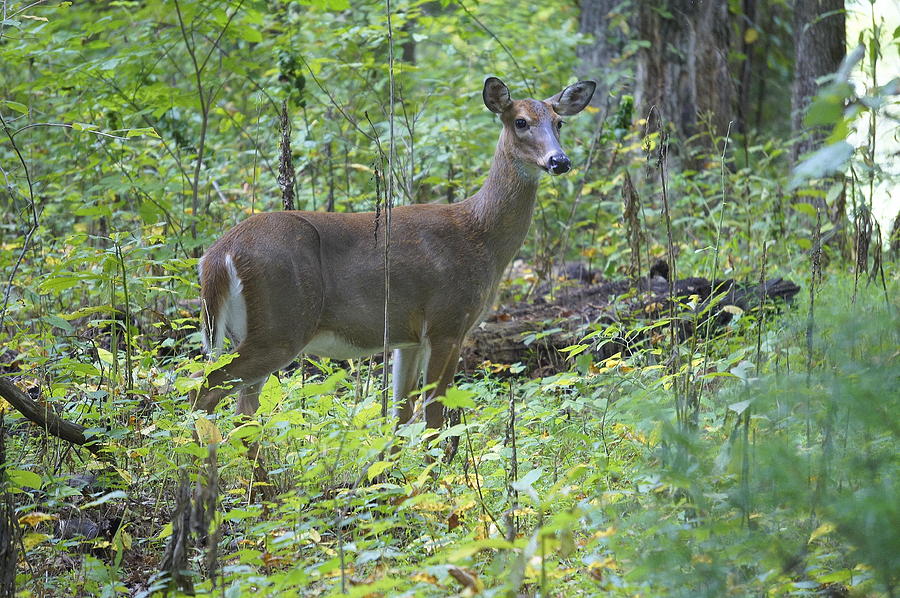 Doe A Deer Photograph by Laurie Perry