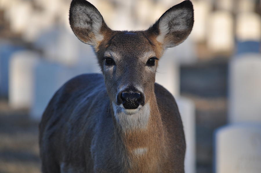 Deer Photograph - Doe a deer by Melissa Roe