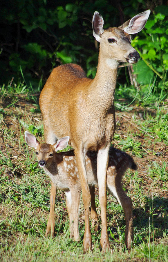 Doe and Fawn Photograph by Adria Trail