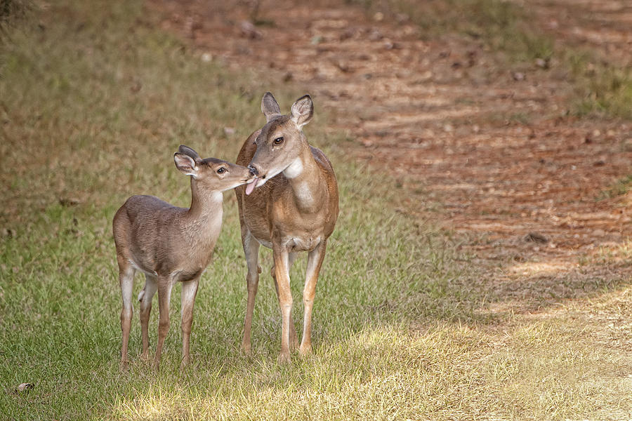 Doe and Fawn Photograph by Bonnie Barry