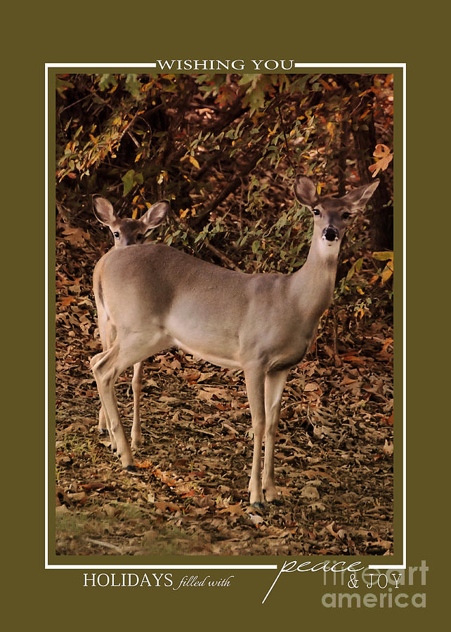Doe and Fawn Deer Wildlife Christmas Cards Photograph by Jai Johnson